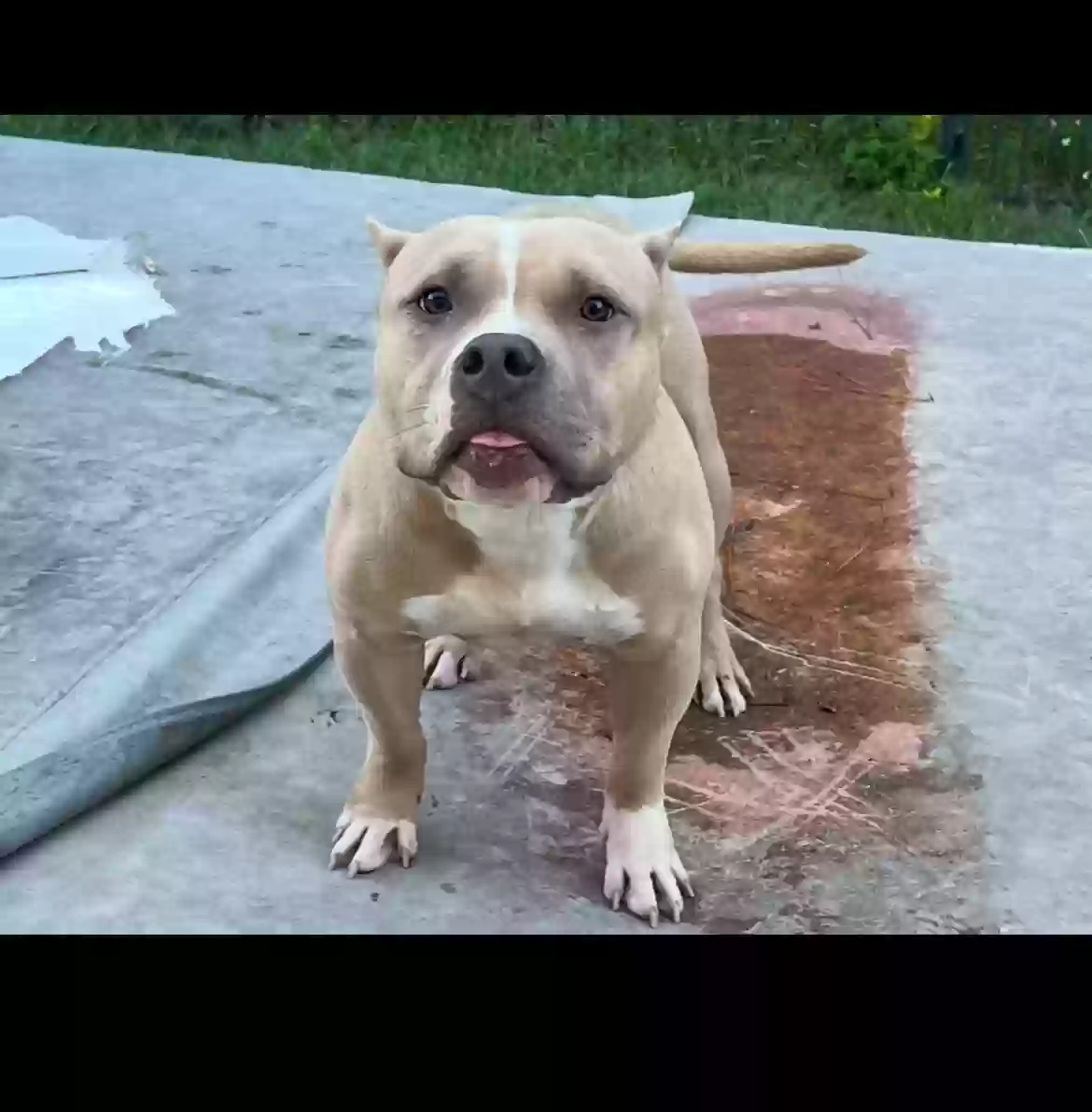 adoptable Dog in Saint Augustine,FL named Benjamin